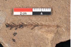 Foto (Detailansicht) von Sequoia hardtii Endl. (NHMW-GEO-2024-0188-8248)